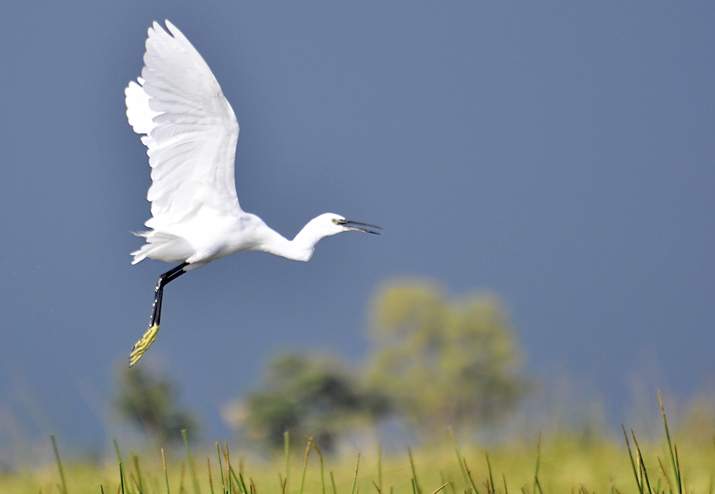 Little Egret flying alongside boat. Okavango Little Egret