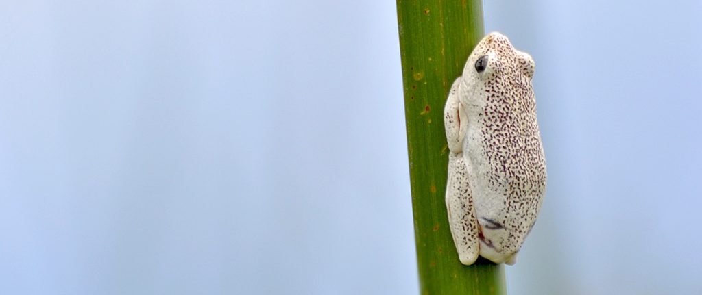 Small details seen from a mokoro Painted reed frog from mokoro