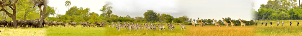 Mokoro game walks Okavango landscapes