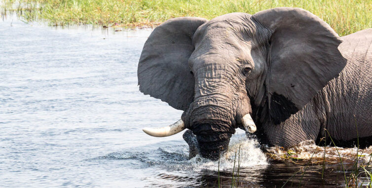 Boating safari Elephant