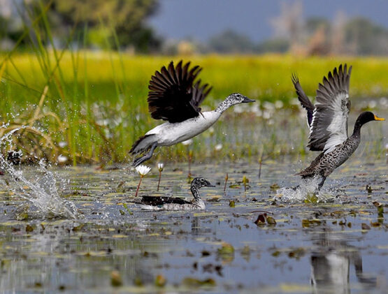 okavango-boating-safaris-img2